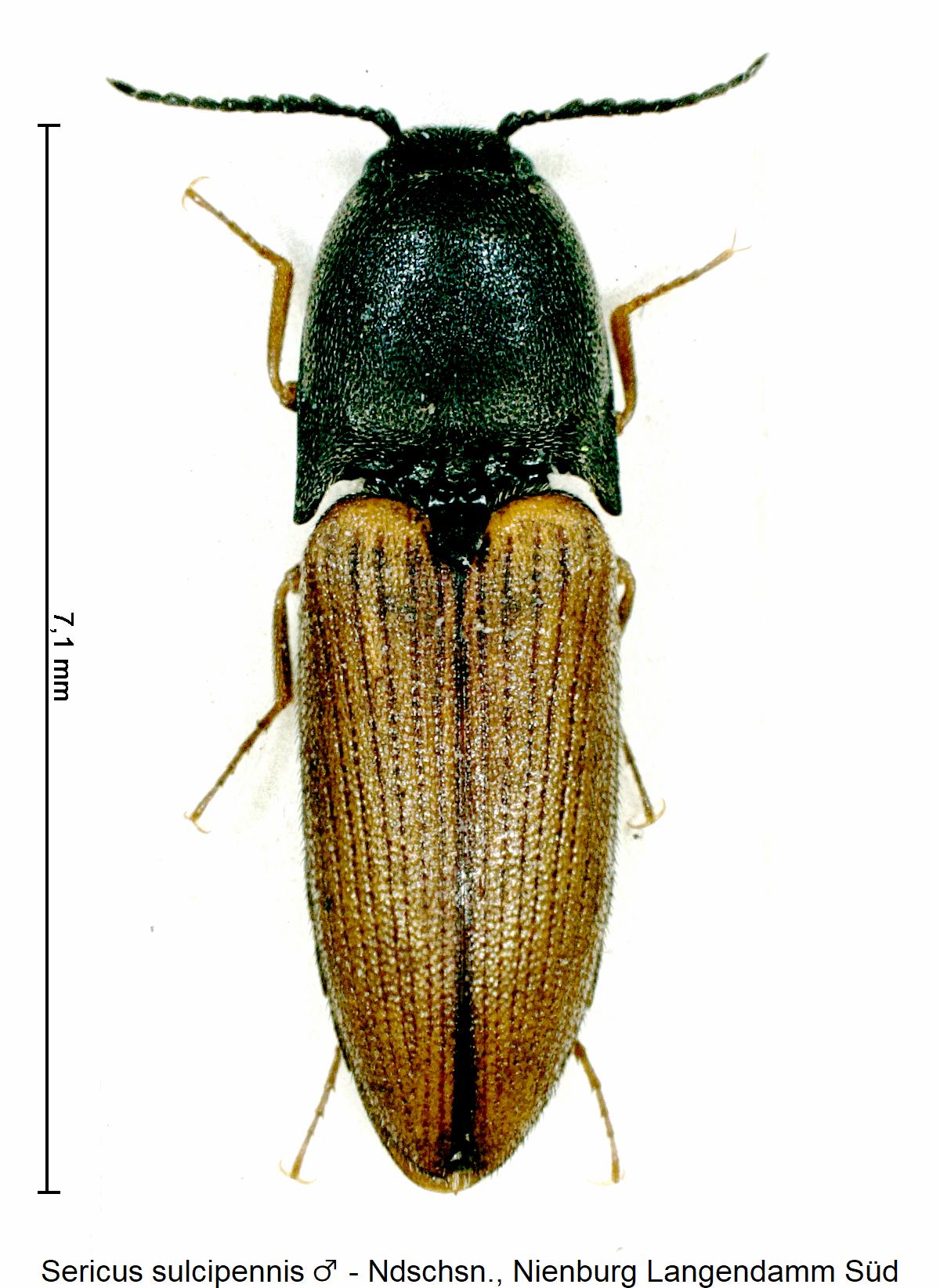 sericus_sulcipennis_hab1.jpg
