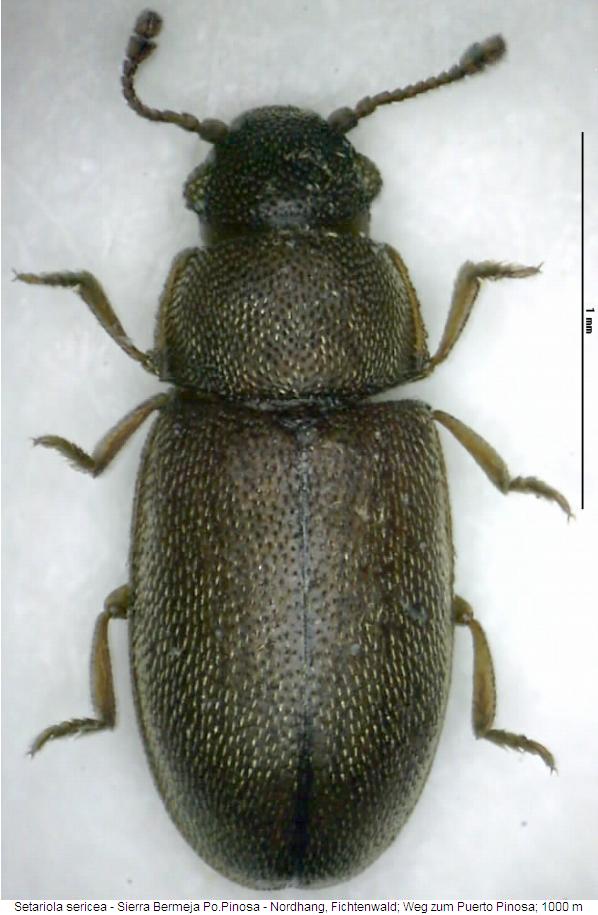 setariola_sericea_w_hab.jpg