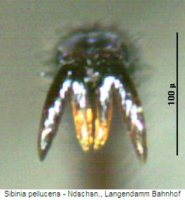 sibinia_pellucens_kl.jpg