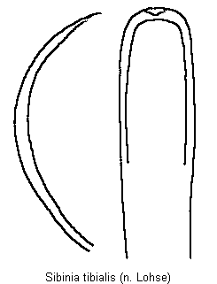 sibinia_tibialis.gif