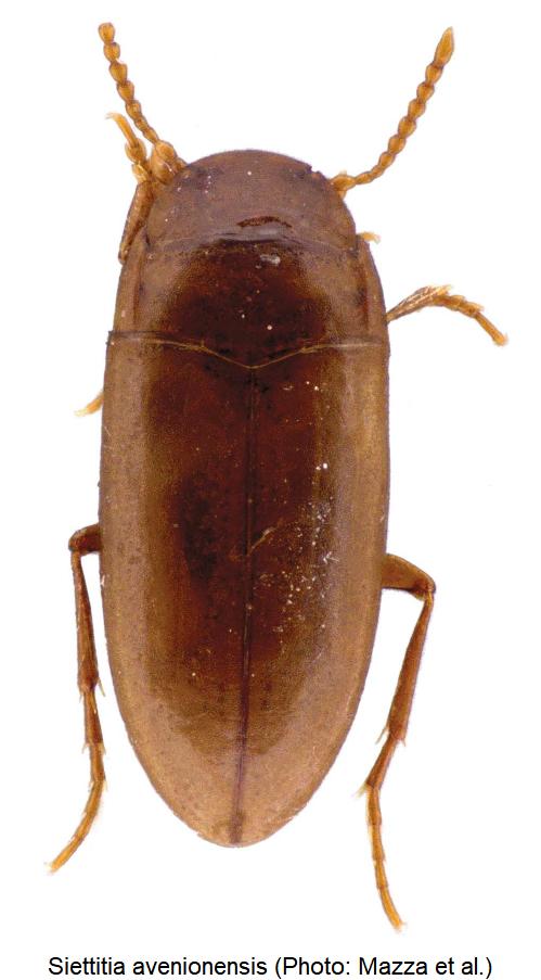 siettitia_avenionensis_hab.jpg