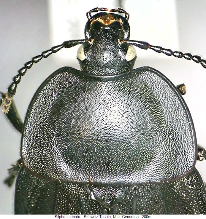 silpha_carinata_vk.jpg