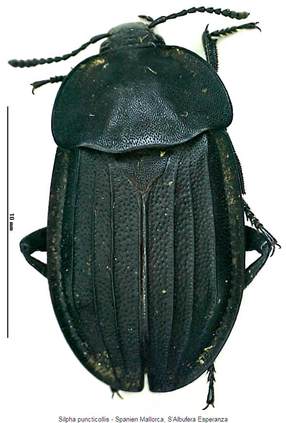 silpha_puncticollis_hab.jpg