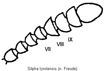 silpha_tyrolensis_f.gif