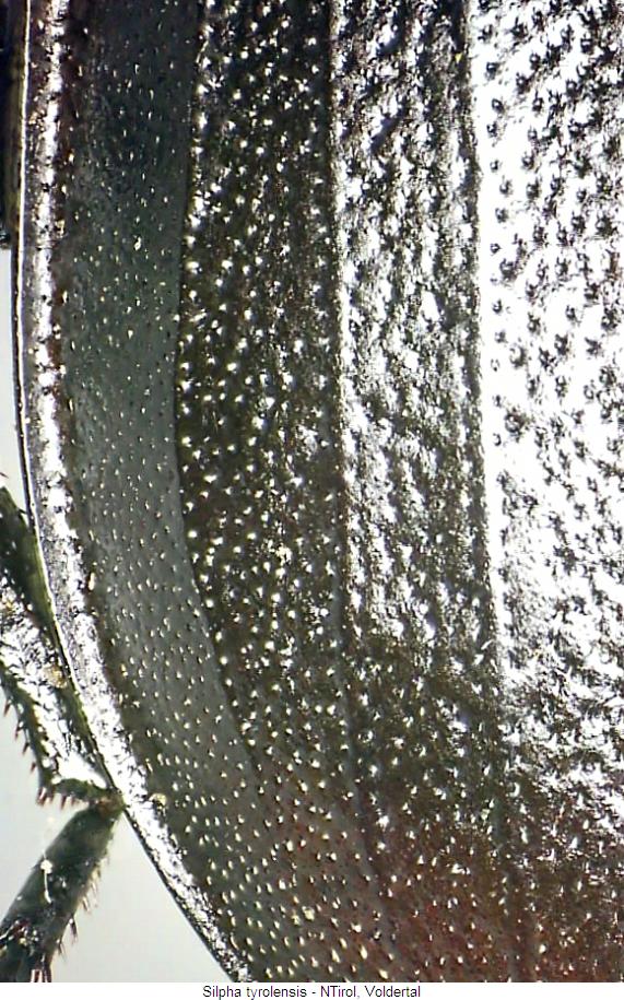 silpha_tyrolensis_fld.jpg