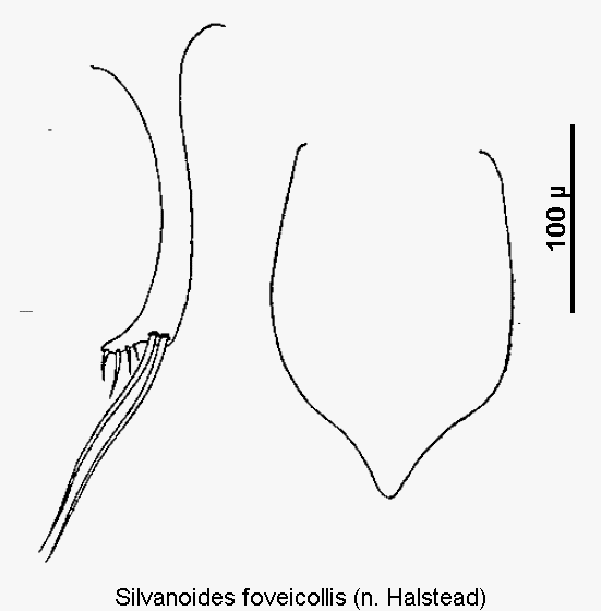silvanoides_foveicollis.gif
