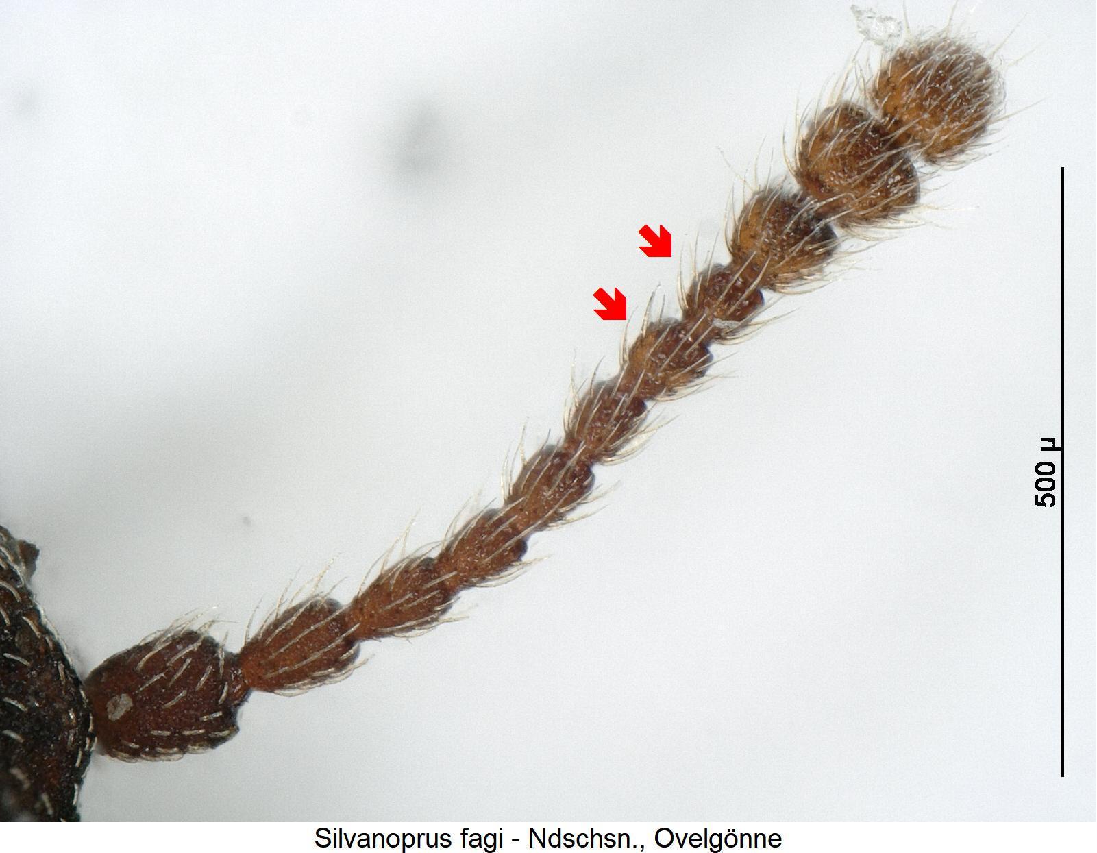 silvanoprus_fagi_f.jpg