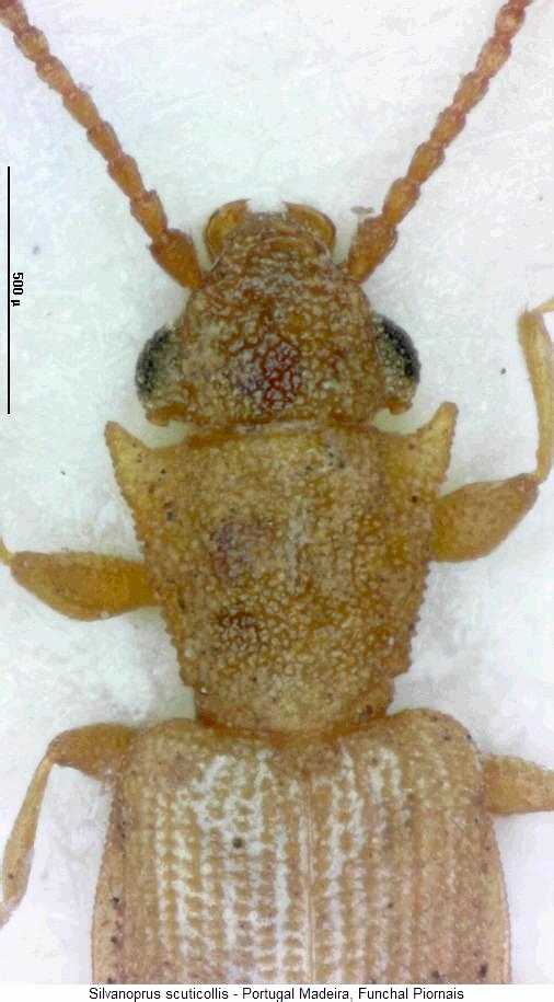 silvanoprus_scuticollis_vk.jpg
