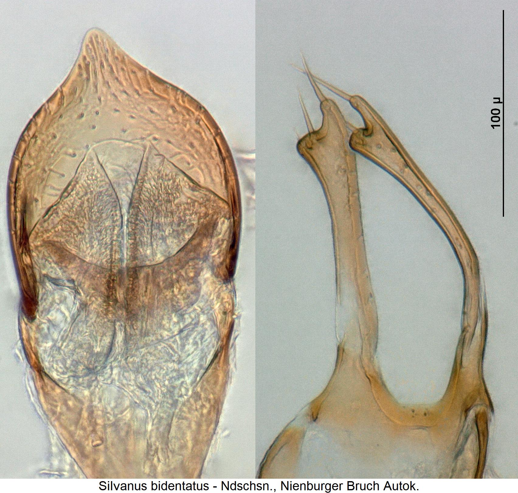 silvanus_bidentatus1.jpg