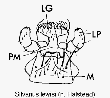 silvanus_lewisi_ment.gif