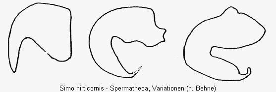 simo_hirticornis_sperm.gif