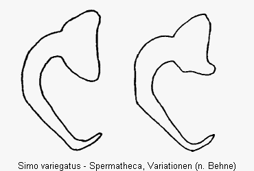 simo_variegatus_sperm.gif