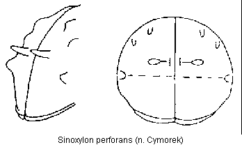 sinoxylon_perforans_fld.gif