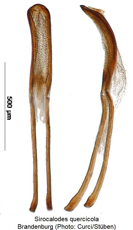 sirocalodes_quercicola_.jpg