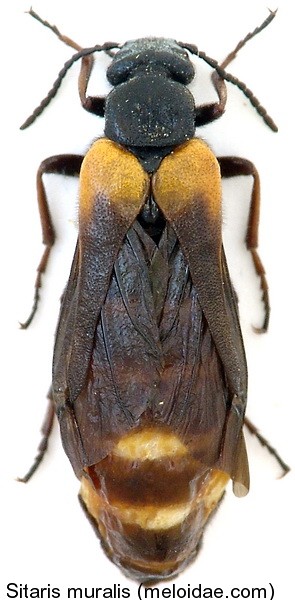 sitaris_muralis.jpg