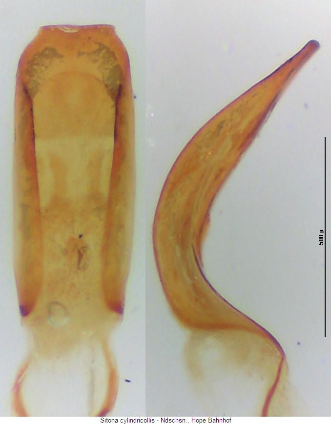 sitona_cylindricollis.jpg