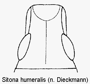 sitona_humeralis_k.gif