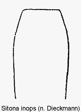 sitona_inops.gif