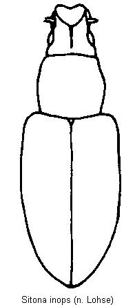 sitona_inops_hab.gif