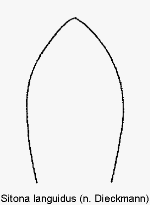 sitona_languidus.gif