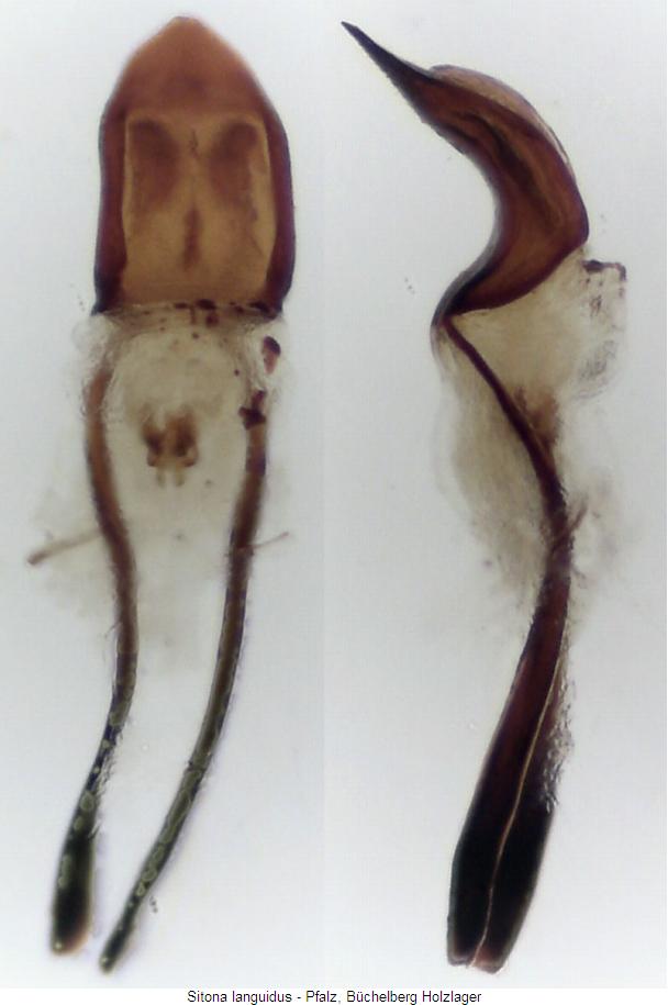 sitona_languidus.jpg