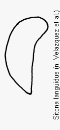 sitona_languidus_ham.gif