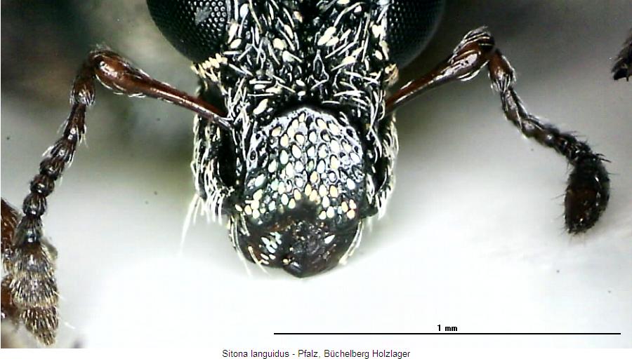 sitona_languidus_rsl.jpg