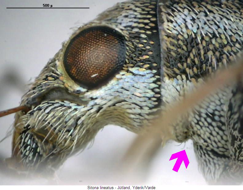 sitona_lineatus_vbr_sa.jpg