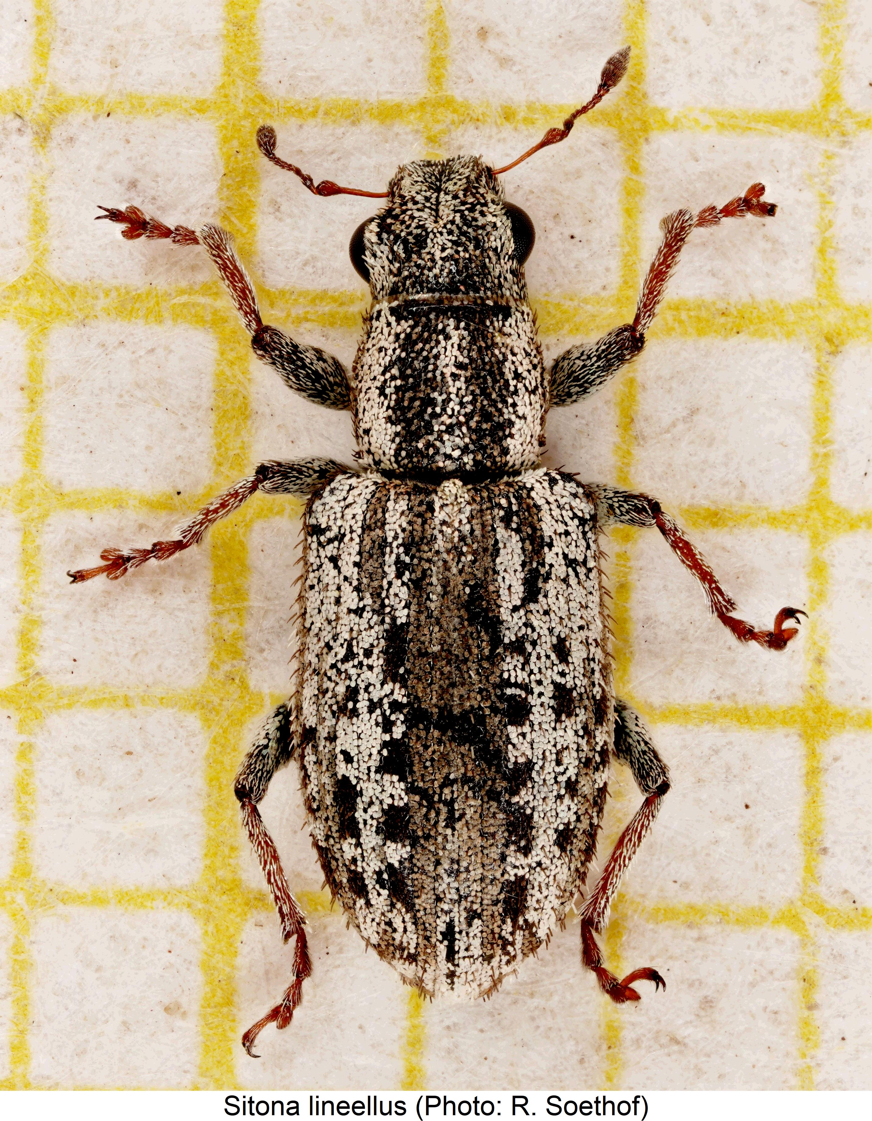 sitona_lineellus_hab.jpg