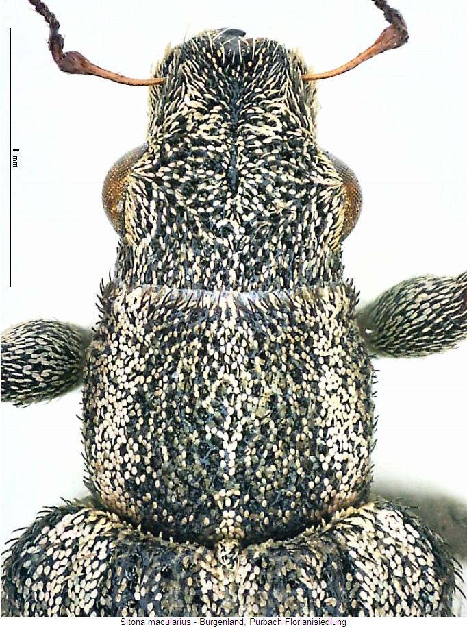 sitona_macularius_vk.jpg