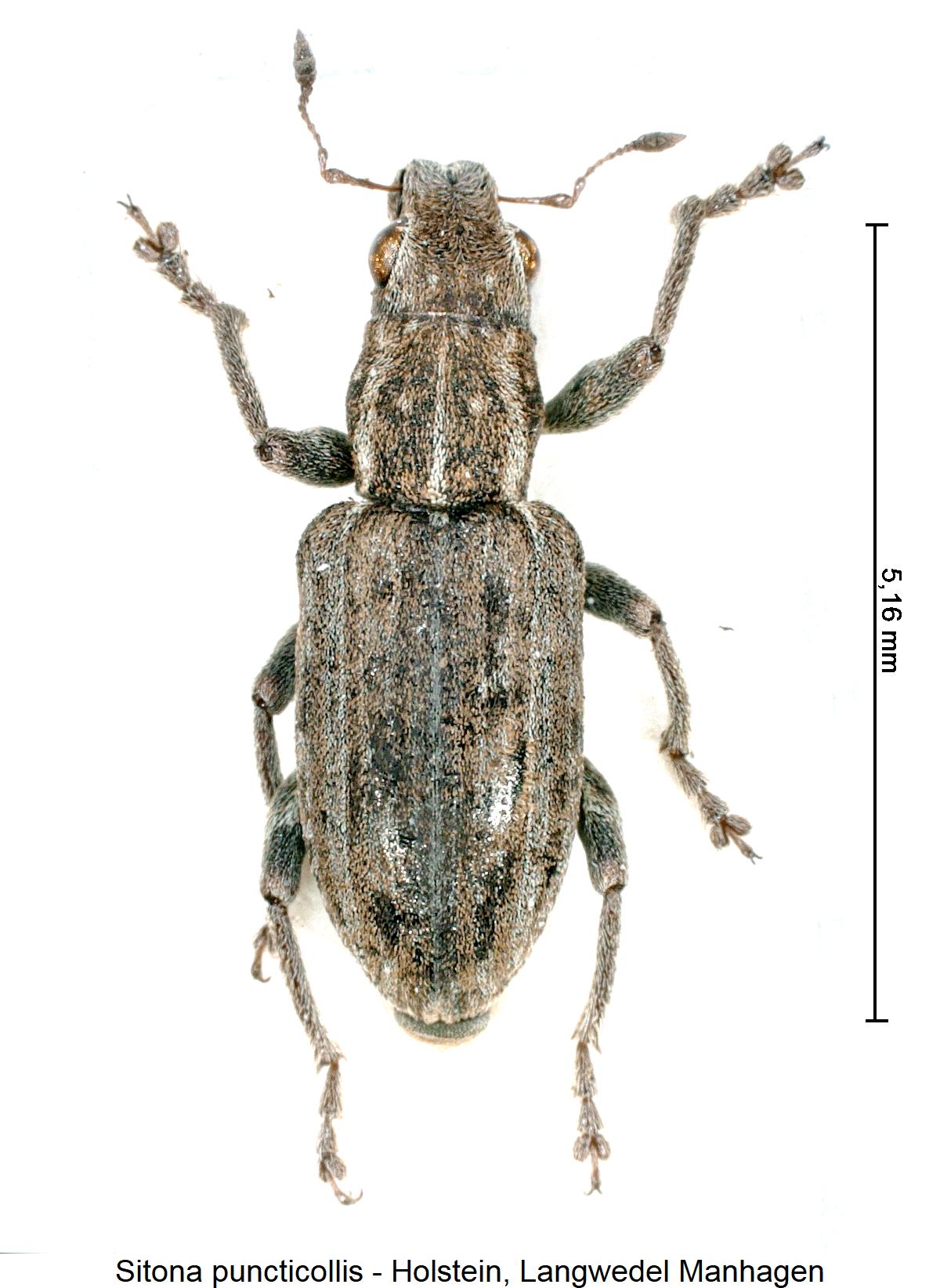 sitona_puncticollis_hab.jpg