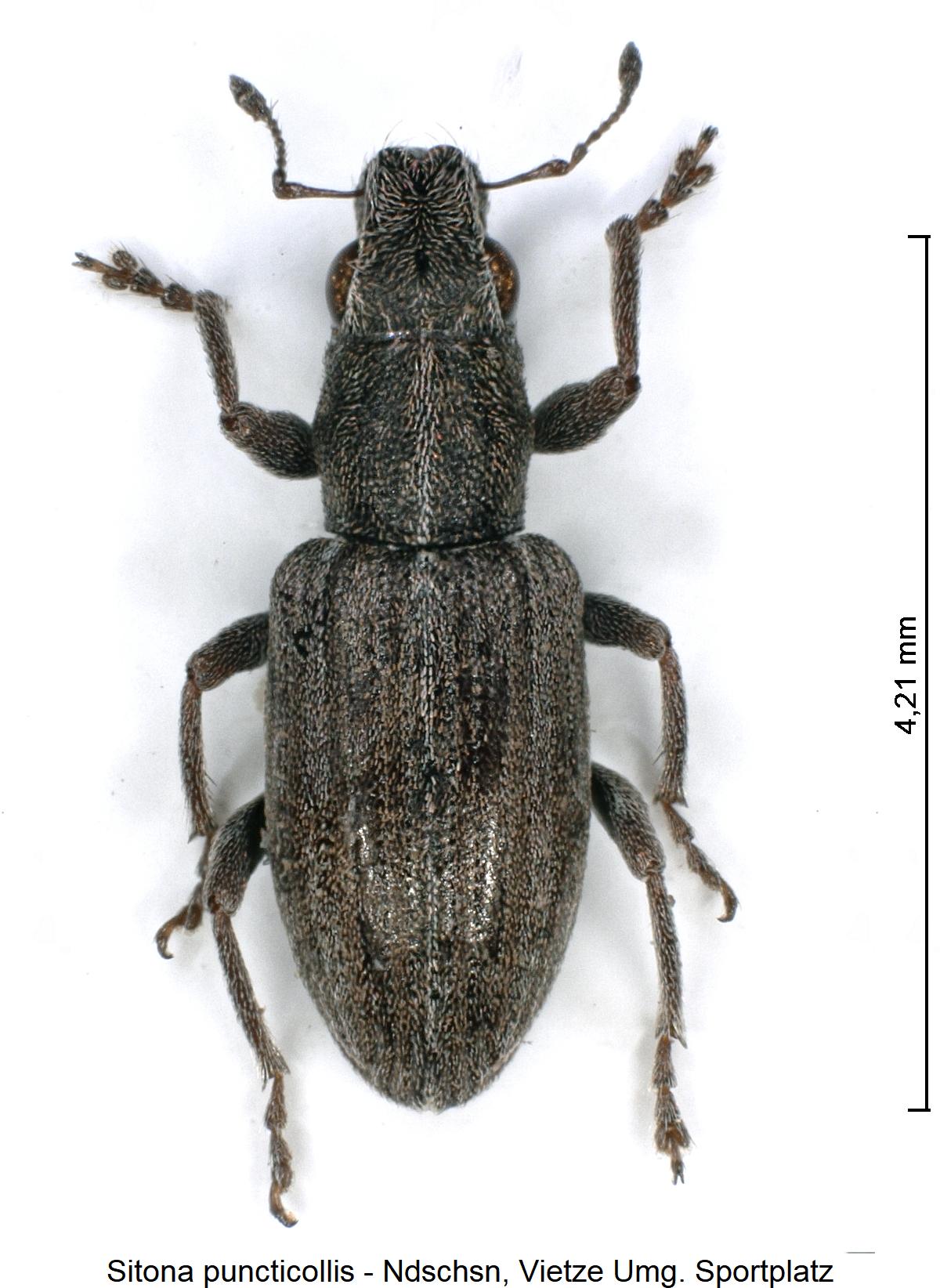 sitona_puncticollis_hab1.jpg