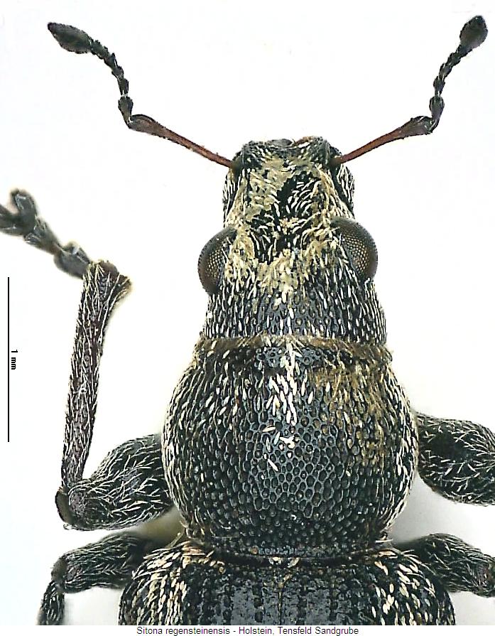 sitona_regensteinensis_vk.jpg