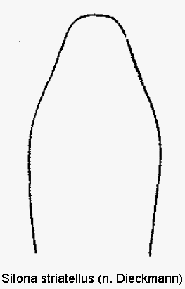 sitona_striatellus1.gif