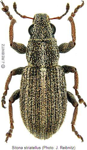 sitona_striatellus_hab_r.jpg