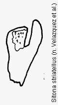 sitona_striatellus_ham.gif