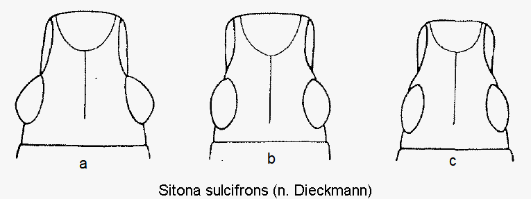 sitona_sulcifrons_k1.gif