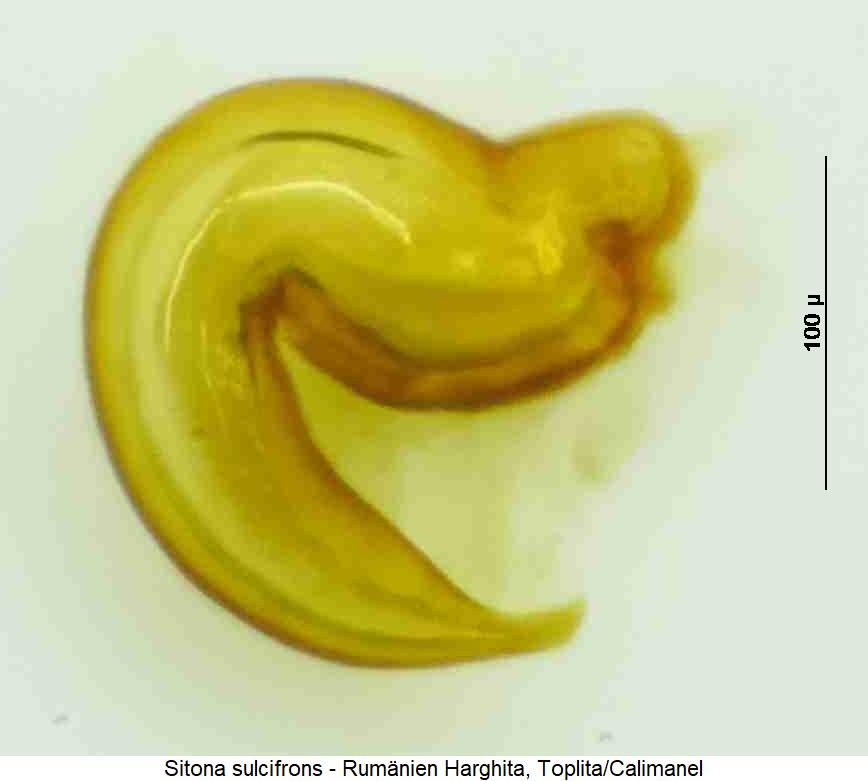 sitona_sulcifrons_sperm.jpg