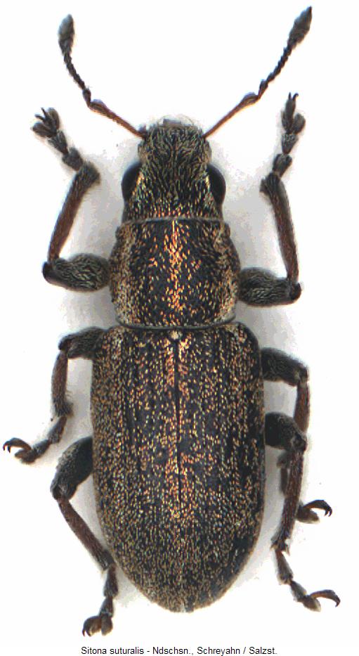 sitona_suturalis_hab.jpg