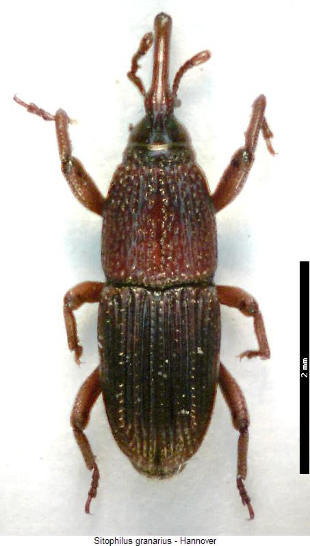sitophilus_granarius_hab.jpg