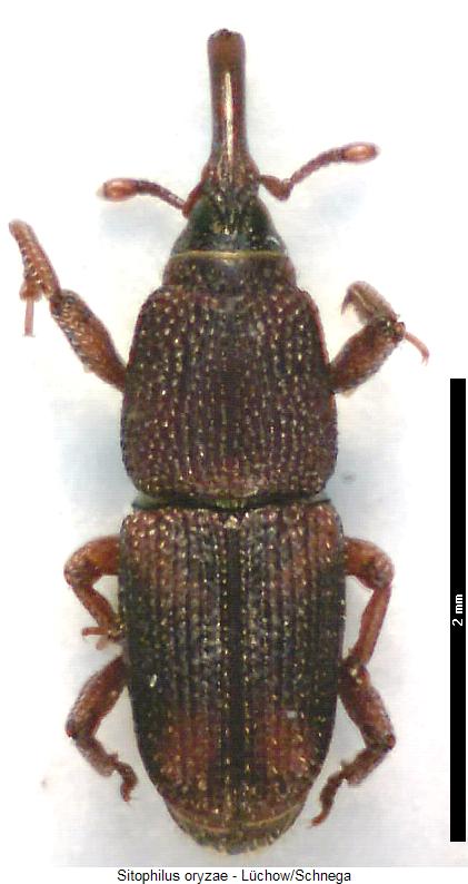 sitophilus_oryzae_hab.jpg
