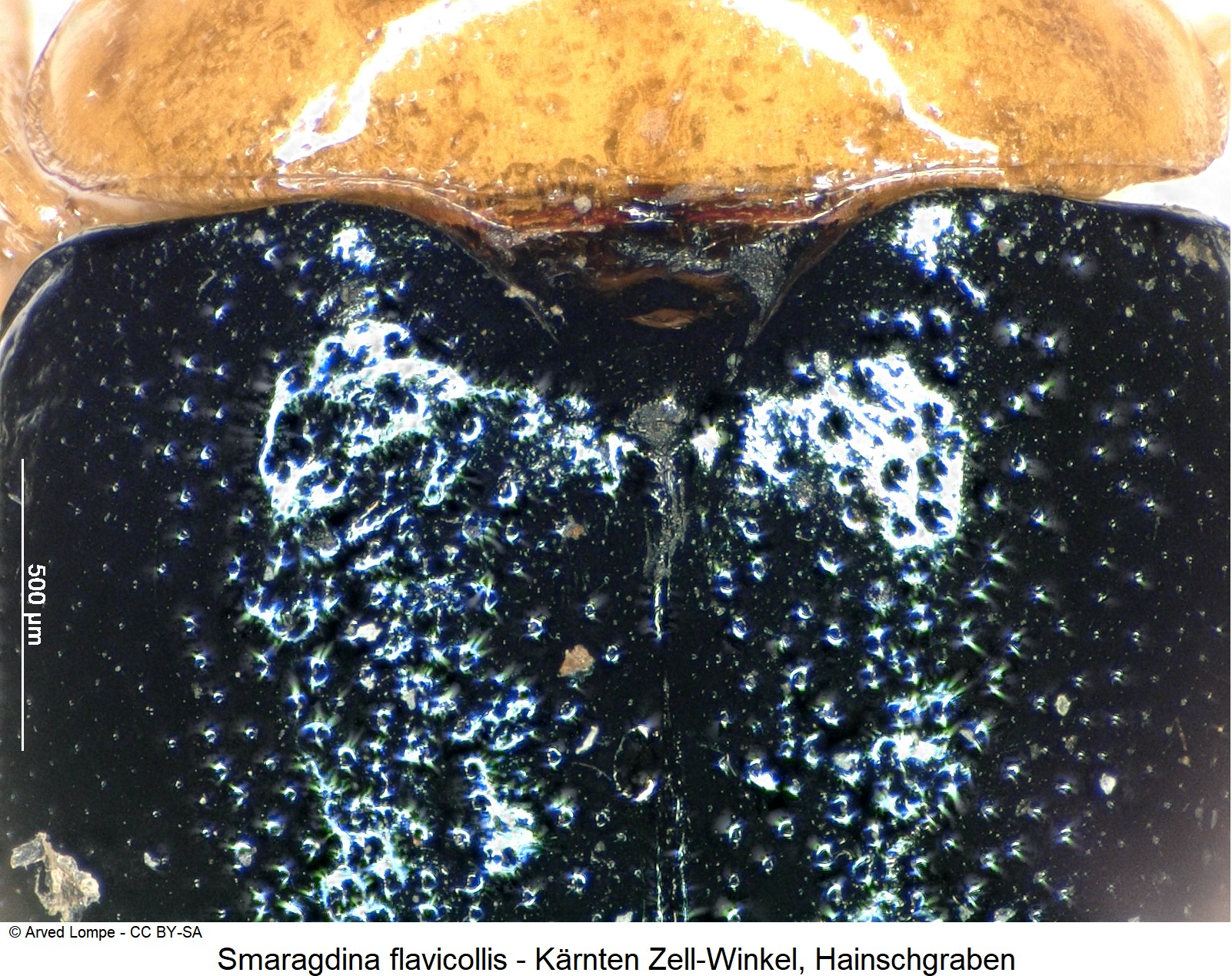 smaragdina_flavicollis_ck11526_scut.jpg