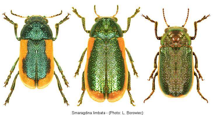 smaragdina_limbata.jpg