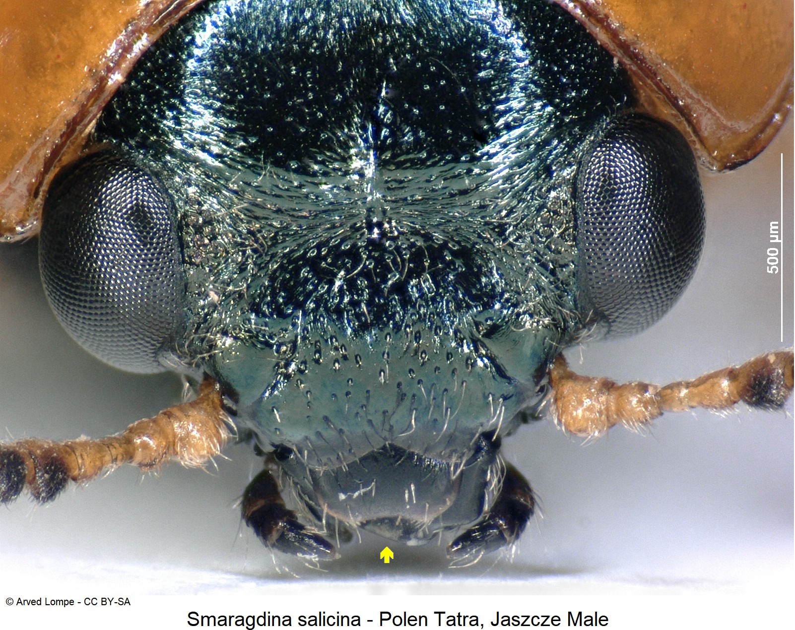 smaragdina_salicina_ck33164495_k.jpg