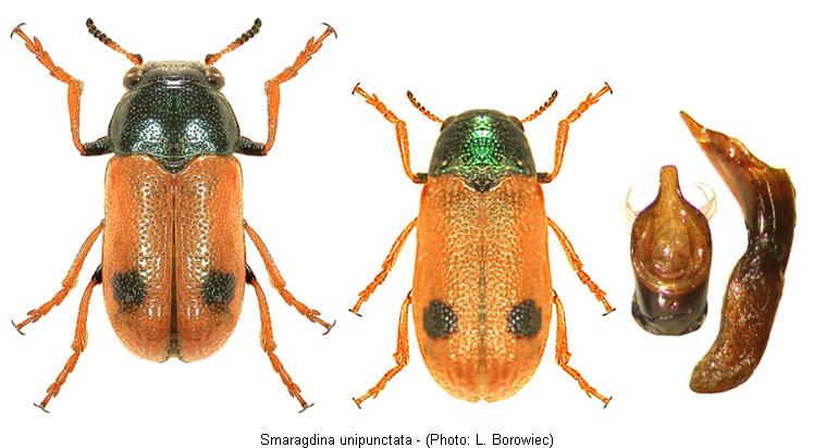 smaragdina_unipunctata.jpg