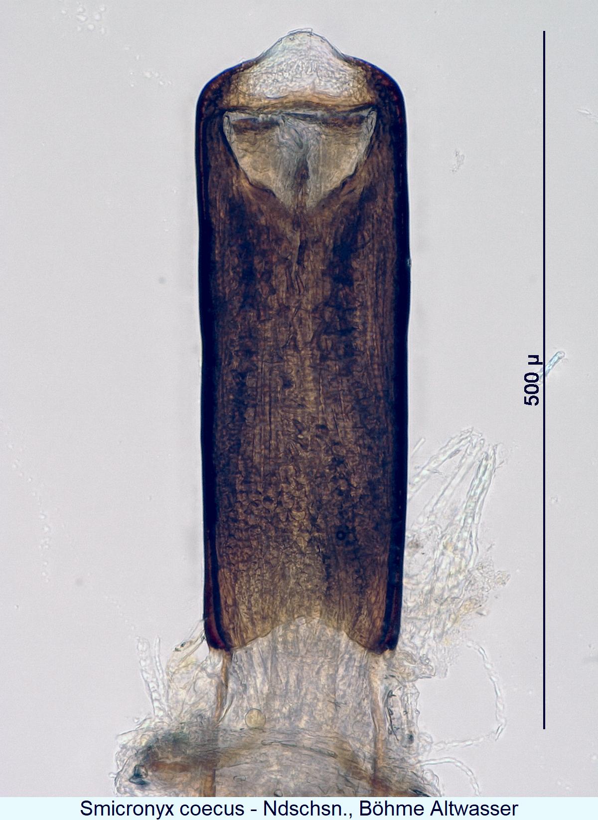smicronyx_coecus2.jpg