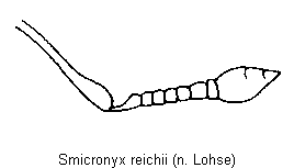 smicronyx_reichii_f.gif