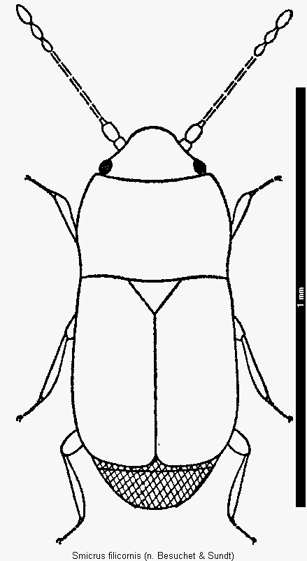 smicrus_filicornis_hab.gif