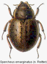 spercheus_emarginatus_rtt.gif