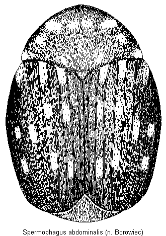 spermophagus_abdominalis_hab.gif